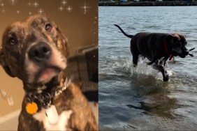 rescue dog video