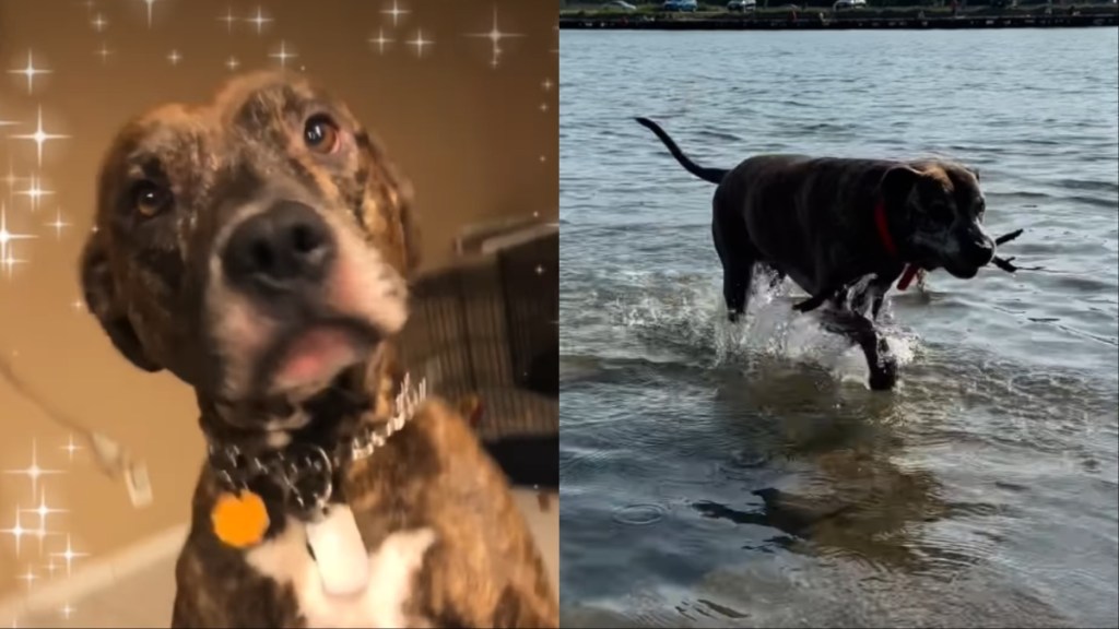 rescue dog video