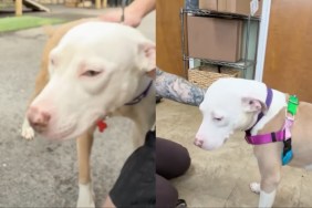 shelter dog video