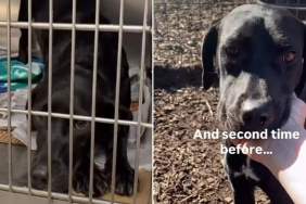 Shelter Dog Is Now Used to Feeling Lost After No One Comes Looking for Her