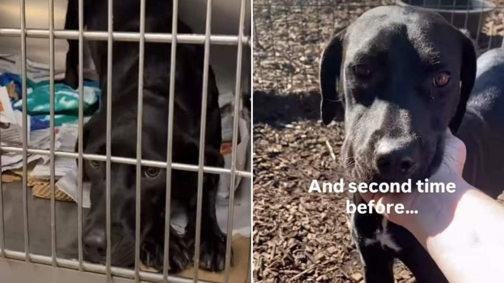Shelter Dog Is Now Used to Feeling Lost After No One Comes Looking for Her