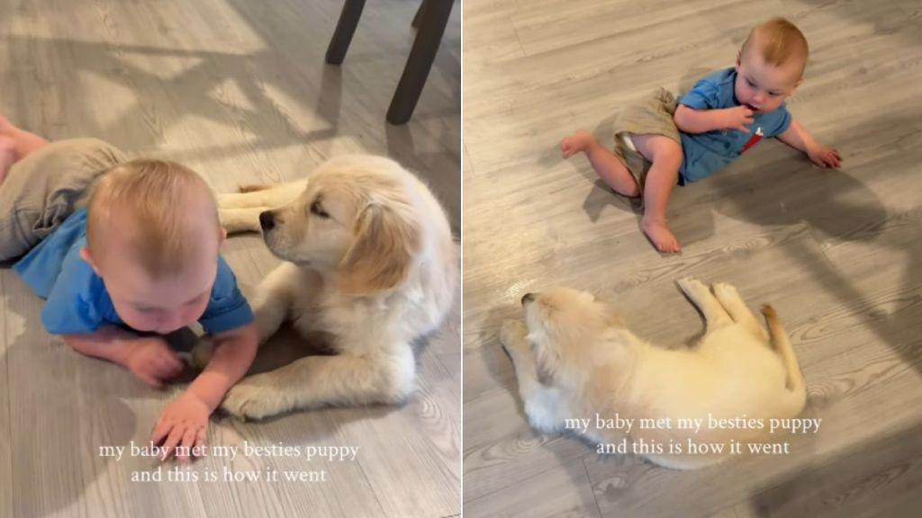 Golden Retriever Puppy Meets Little Baby & It’s Like They Were Meant To Find Each Other