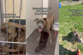 Senior Shelter Dog Had a Home for as Long as He Could Remember, but This Is His Life Now