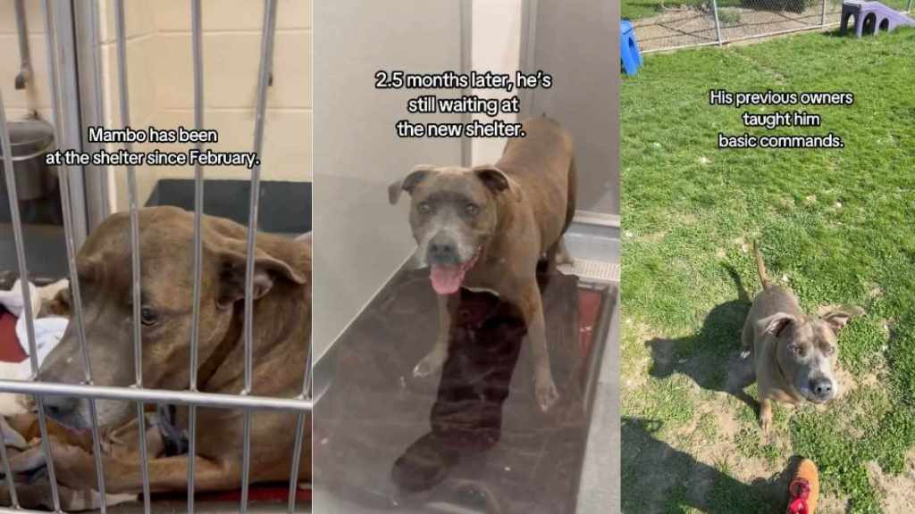 Senior Shelter Dog Had a Home for as Long as He Could Remember, but This Is His Life Now