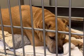 Senior Shelter Dog Who Spent Nearly Her Entire Life With One Family Now Waits for New Beginning