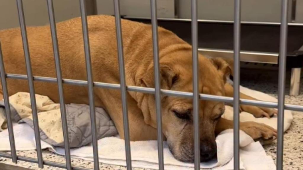Senior Shelter Dog Who Spent Nearly Her Entire Life With One Family Now Waits for New Beginning