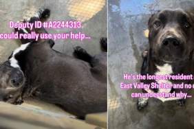 Shelter Dog Is Only a Baby & Has Only Known Life Inside Kennel Walls