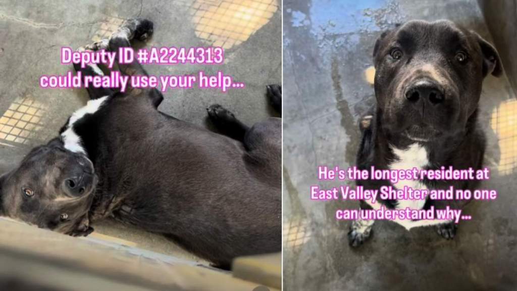 Shelter Dog Is Only a Baby & Has Only Known Life Inside Kennel Walls