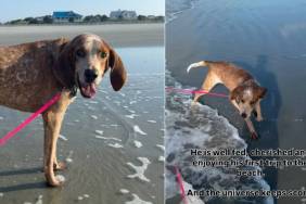 Human Promises Rescue Dog, Once Left Tied to a Tree for Months, the Life He Deserves