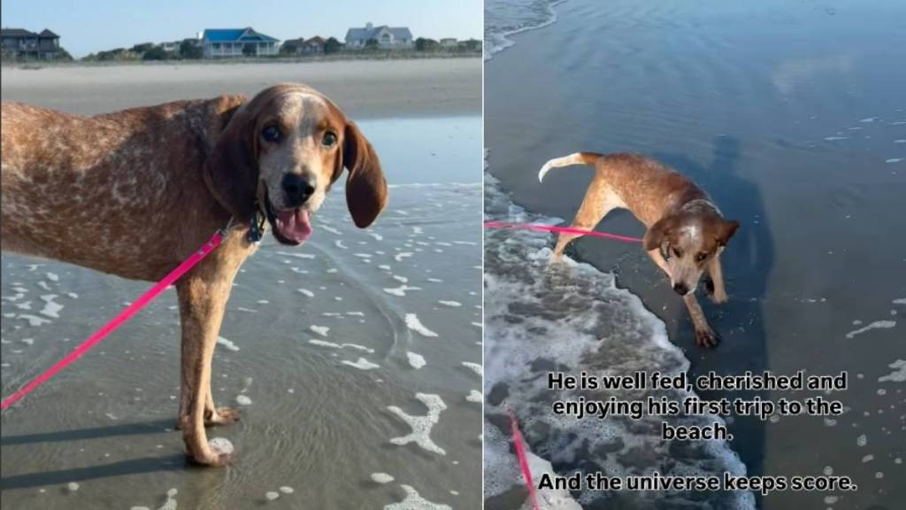 Human Promises Rescue Dog, Once Left Tied to a Tree for Months, the Life He Deserves