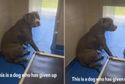Shelter Dog Has Already Given Up on Finding a Home & Lives in Fear