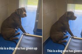 Shelter Dog Has Already Given Up on Finding a Home & Lives in Fear