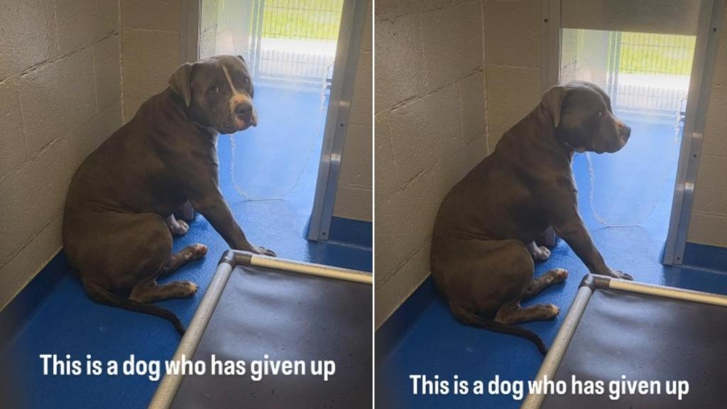 Shelter Dog Has Already Given Up on Finding a Home & Lives in Fear