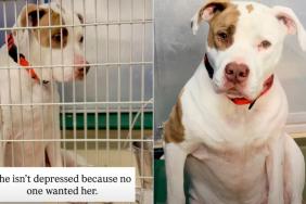 Shelter Dog Loses the Only Person She Ever Knew & Now Awaits a Second Chance