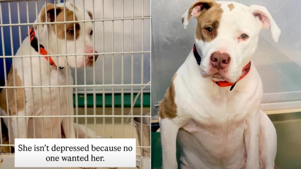 Shelter Dog Loses the Only Person She Ever Knew & Now Awaits a Second Chance
