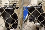 Shelter Dog Never Got a Chance to Be Seen, but Waits Patiently for a Home