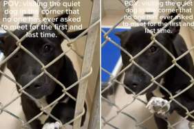 Shelter Dog Never Got a Chance to Be Seen, but Waits Patiently for a Home