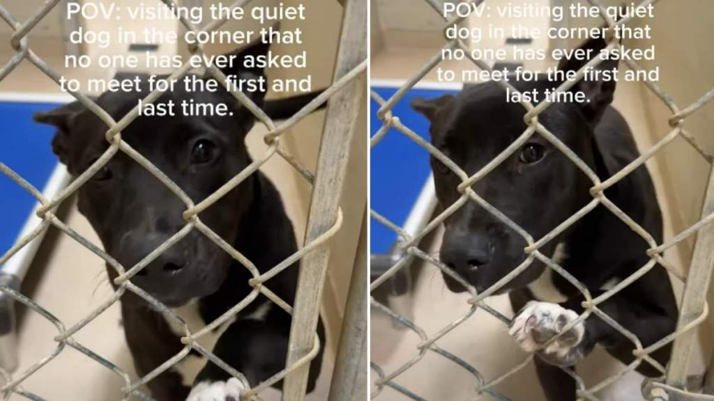 Shelter Dog Never Got a Chance to Be Seen, but Waits Patiently for a Home