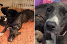 Mama Rescue Dog & Her Babies Finally Find Peace, Knowing They’re Not Running Out of Time