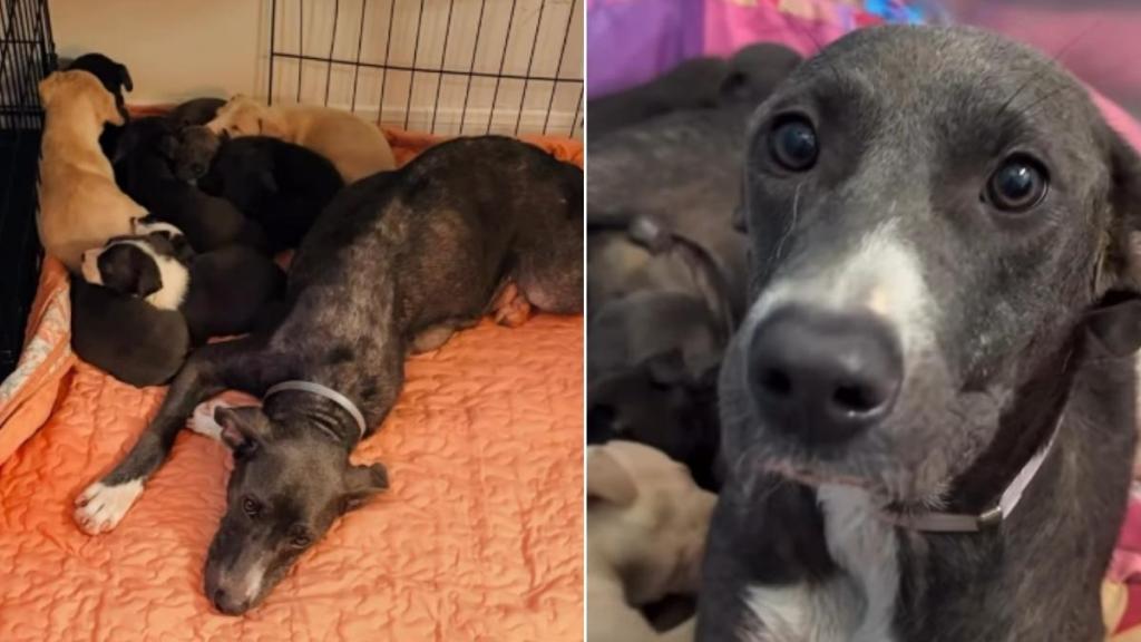 Mama Rescue Dog & Her Babies Finally Find Peace, Knowing They’re Not Running Out of Time