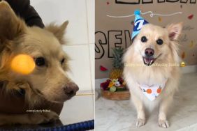 Stray Dog Once Left in a Parking Lot Gets Rescued, Not Knowing His Life’s About To Change