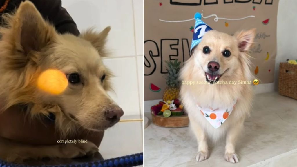 Stray Dog Once Left in a Parking Lot Gets Rescued, Not Knowing His Life’s About To Change
