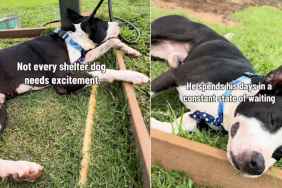 Shelter Dog’s Life Hasn’t Been Fair but a Break With Human Makes the Tough Days Easier