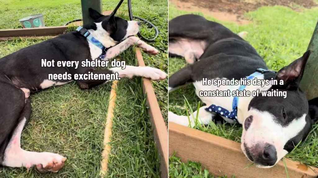Shelter Dog’s Life Hasn’t Been Fair but a Break With Human Makes the Tough Days Easier
