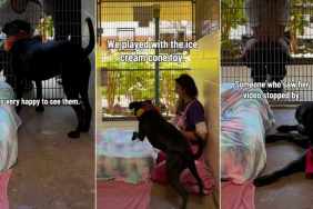 Shelter Dog Has No Idea the Family Who Saw Her Video Is There To Take Her Home for 'Trial Adoption'