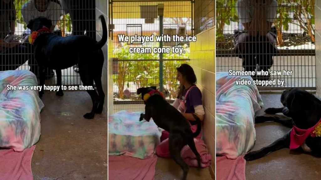 Shelter Dog Has No Idea the Family Who Saw Her Video Is There To Take Her Home for 'Trial Adoption'
