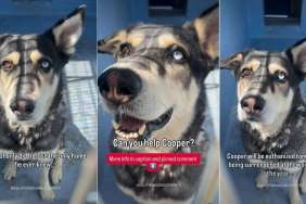 Shelter Dog Surrendered for Being ‘Too Vocal’ Faces a Race Against Time