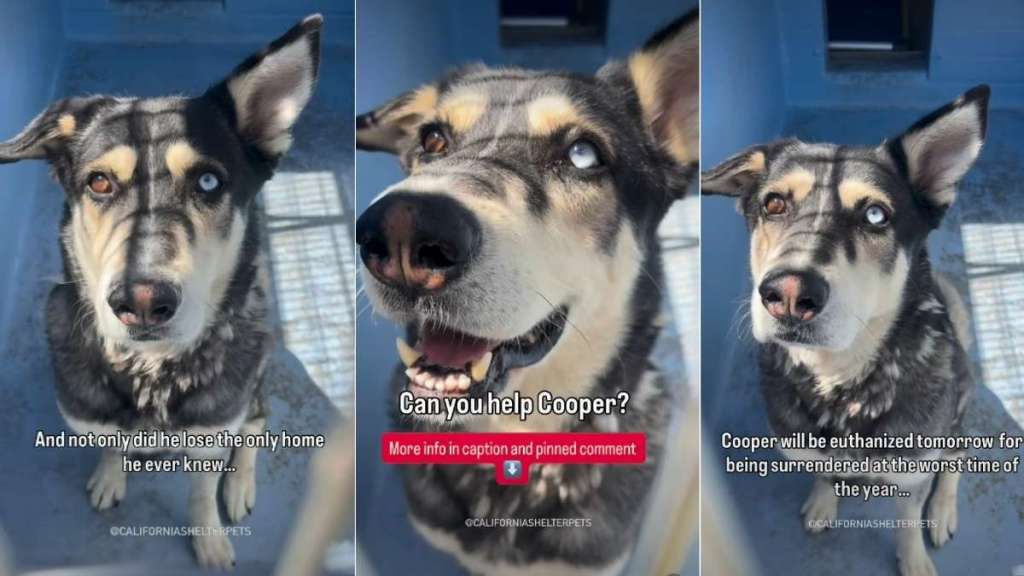 Shelter Dog Surrendered for Being ‘Too Vocal’ Faces a Race Against Time