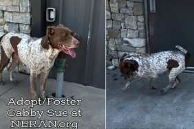 Rescue Dog 'Depressed' After Her Puppies Were Separated Now Awaits a Happy Ending