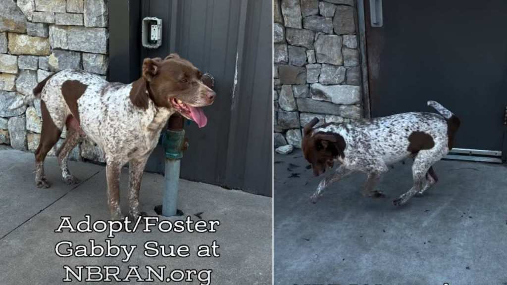 Rescue Dog 'Depressed' After Her Puppies Were Separated Now Awaits a Happy Ending