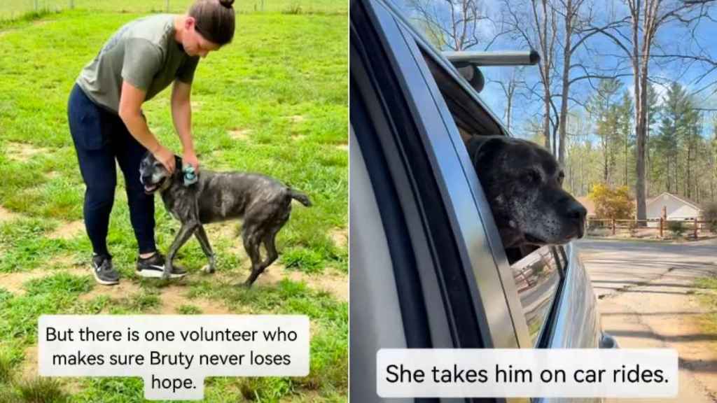 Senior Shelter Dog Has Spent Half His Life Inside a Kennel With Two Heartbreaking Titles