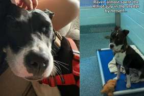 Shelter Dog Gets to Be a ‘Couch Crasher’ in Foster Care, but Not for Long