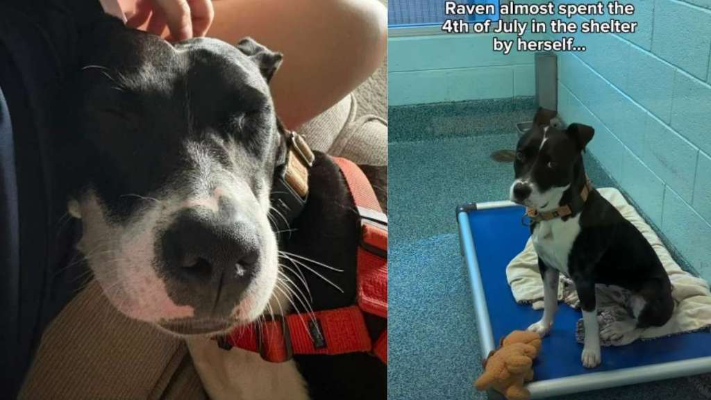 Shelter Dog Gets to Be a ‘Couch Crasher’ in Foster Care, but Not for Long