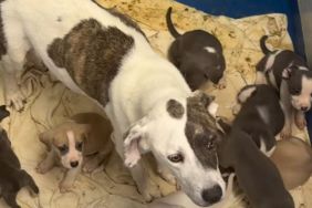 Shelter Dog, Mom to 10 Tiny Puppies, Has No Place to Call Home
