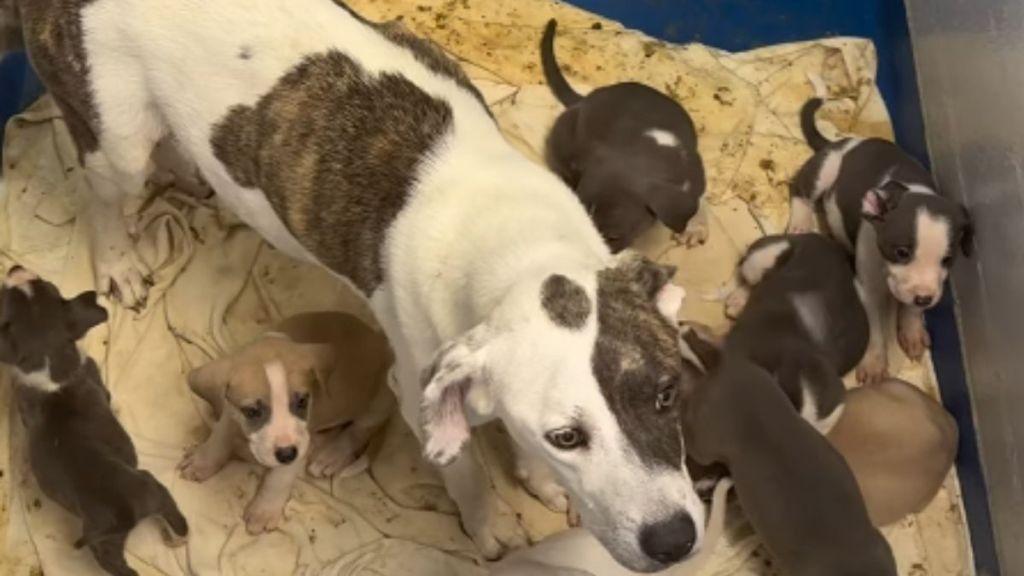 Shelter Dog, Mom to 10 Tiny Puppies, Has No Place to Call Home