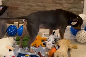 Adopted Dog Marks First Birthday Away From ‘Abusive Household’ & Shelter