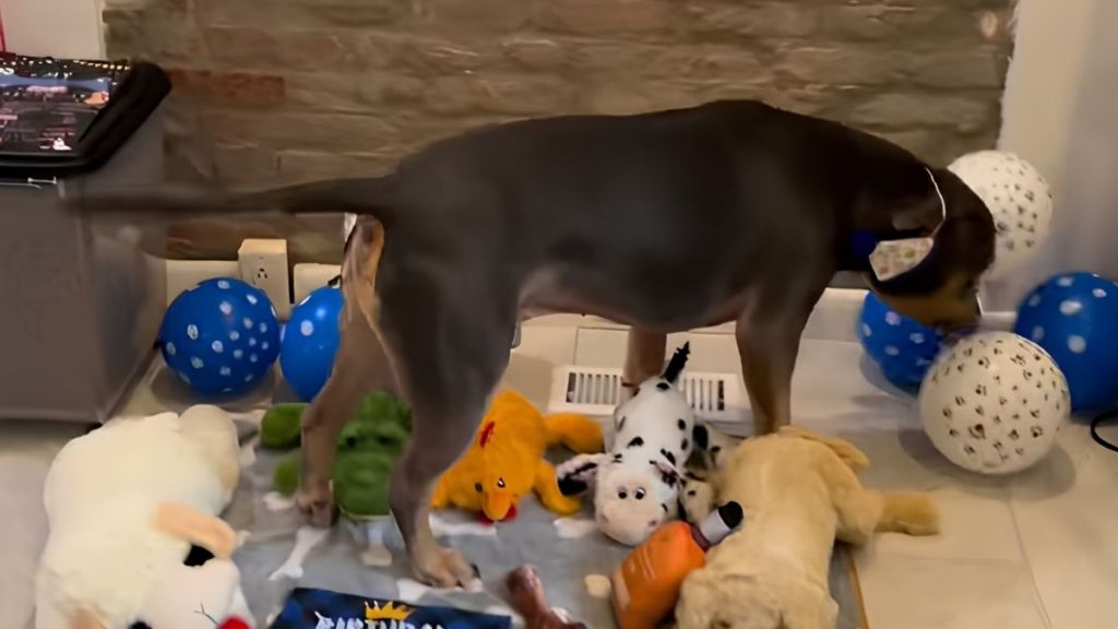 Adopted Dog Marks First Birthday Away From ‘Abusive Household’ & Shelter