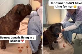 Human Gave up on Surrendered Shelter Dog, but Internet Helped Her Find a Home