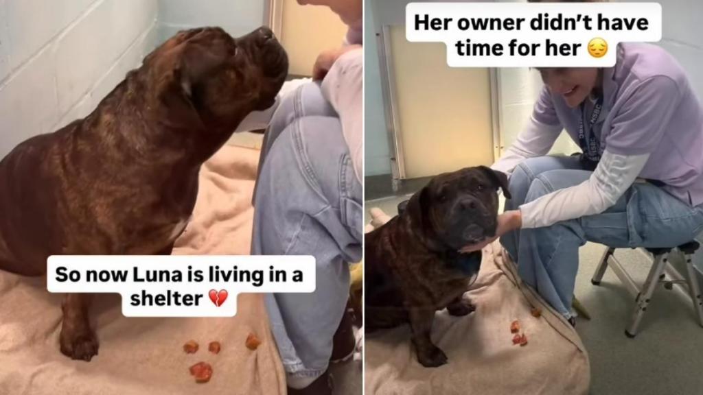 Human Gave up on Surrendered Shelter Dog, but Internet Helped Her Find a Home