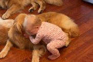 Toddler's Morning Ritual With Golden Retrievers Involves Different Greetings