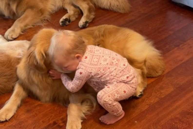 Toddler's Morning Ritual With Golden Retrievers Involves Different Greetings