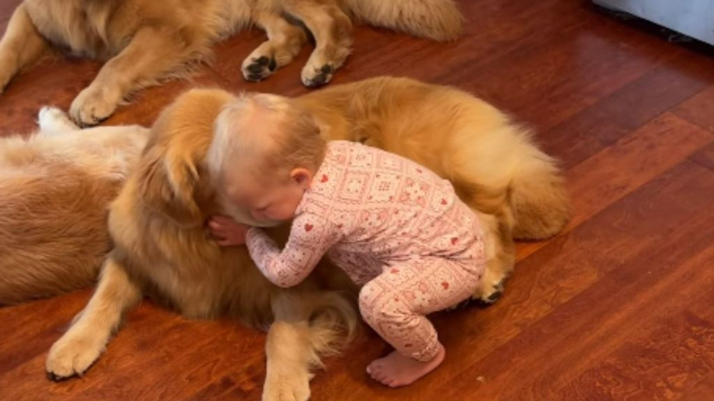 Toddler's Morning Ritual With Golden Retrievers Involves Different Greetings