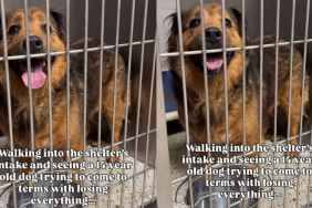 Human Notices Senior Shelter Dog Who Lost Everything, Learns the Heartbreaking Reason
