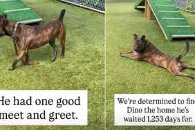 Shelter Dog Waiting for Over 1000 Days Still Faces an Uncertain Future