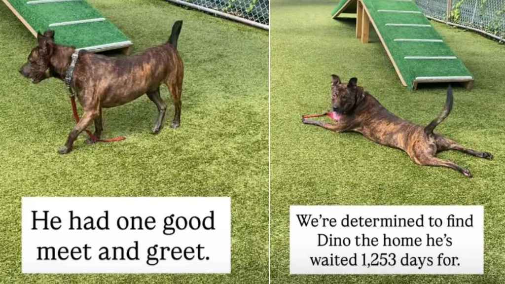 Shelter Dog Waiting for Over 1000 Days Still Faces an Uncertain Future