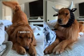 Golden Retriever Turns Into a Cow in More Ways Than One While Mom Encourages Him